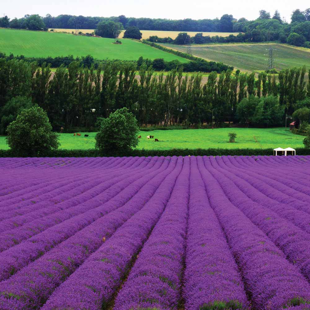 EU prestonice kulture